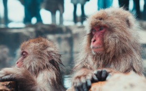 The Ultimate Guide to Onsen